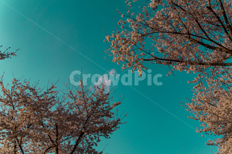벚꽃,벚꽃길,풍경,봄,계절,하늘,꽃,벚꽃엔딩,자연,풍경,nature,landscape,leaf,잎,plant,식물,tree,나무