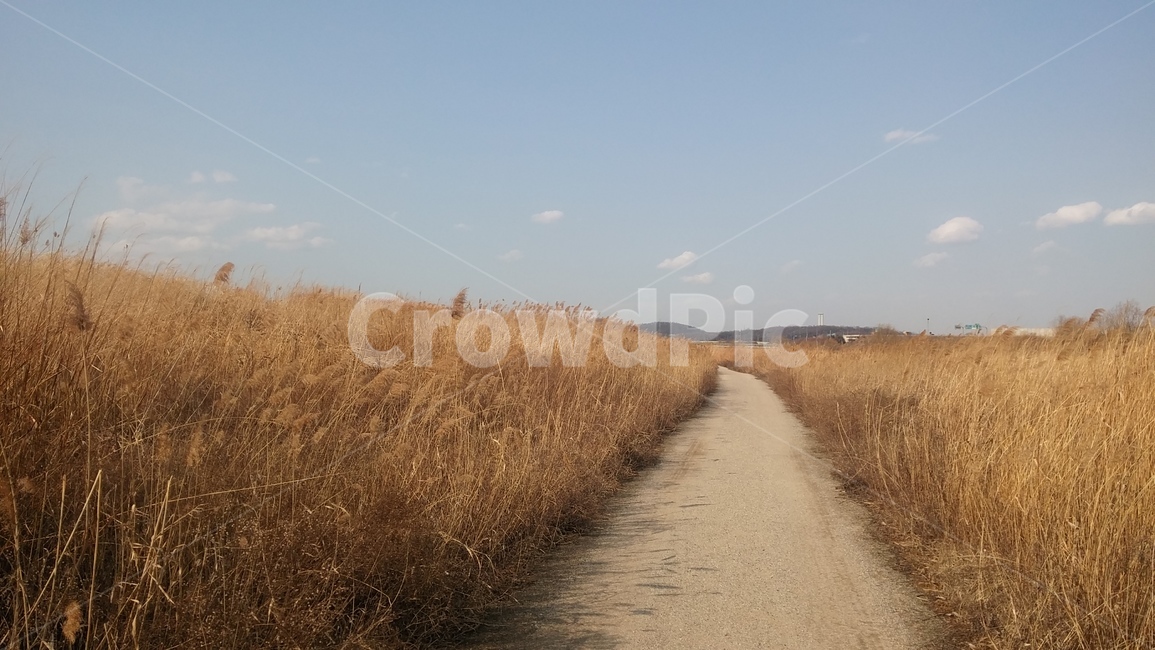 가을,풍경,갈대,시골길,갈대밭,가을,계절,fall,autumn,season,자연,풍경,nature,landscape,ditch,도랑,plant,식물,grass,잔디