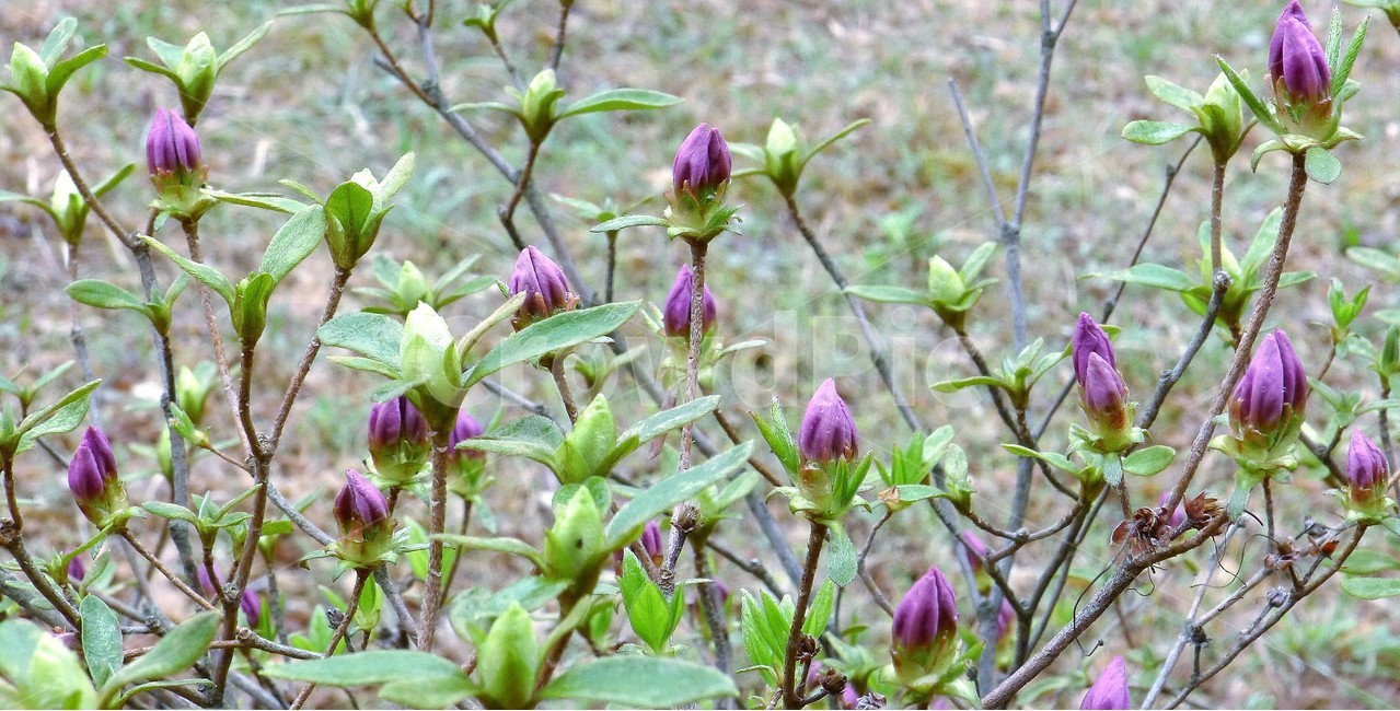 식물,자연,봄,정원,꽃,식물,자연,plants,nature,꽃,flower