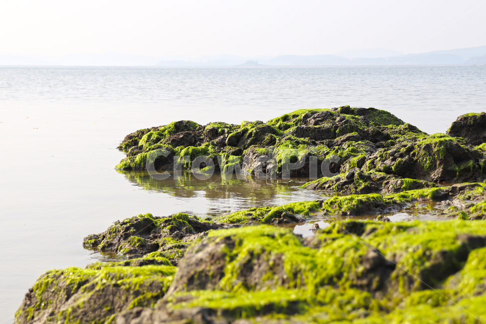 plant,식물,이끼,바위,돌,강,바다,갯벌,식물,자연,plants,nature