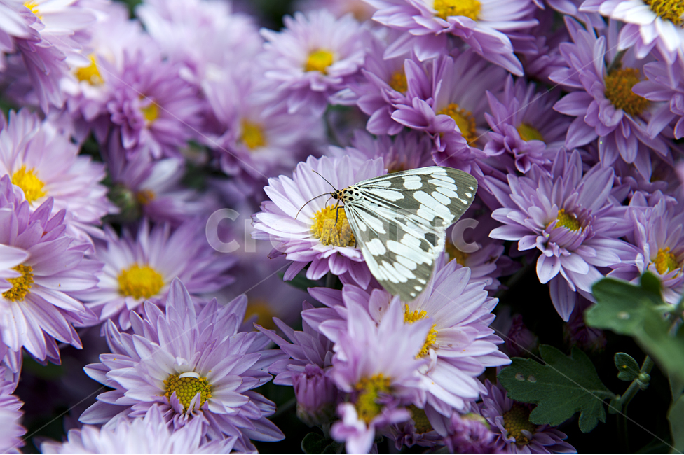 꽃,나비,식물,보라색,꿀나비,식물,자연,plants,nature,꽃,flower,곤충,벌레,insect,bug
