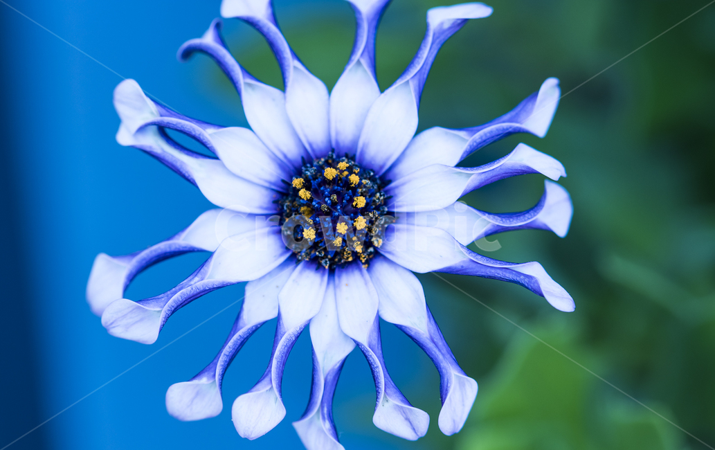 꽃,작은꽃,귀여운꽃,작고귀여운꽃,예쁜꽃,식물,자연,plants,nature,꽃,flower