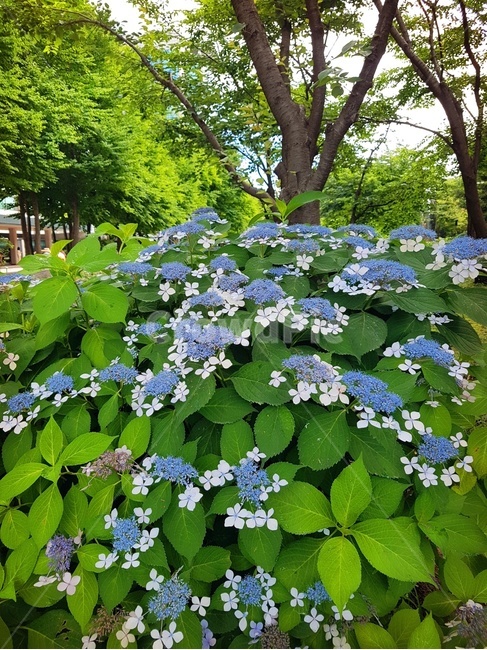 수국,꽃,자연,힐링,녹색,파란꽃,풍경,플라워