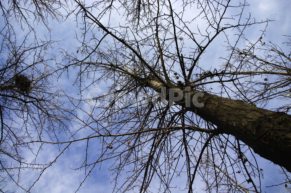 겨울,나무,식물,plant,하늘,식물,자연,plants,nature,나무,trees,wood