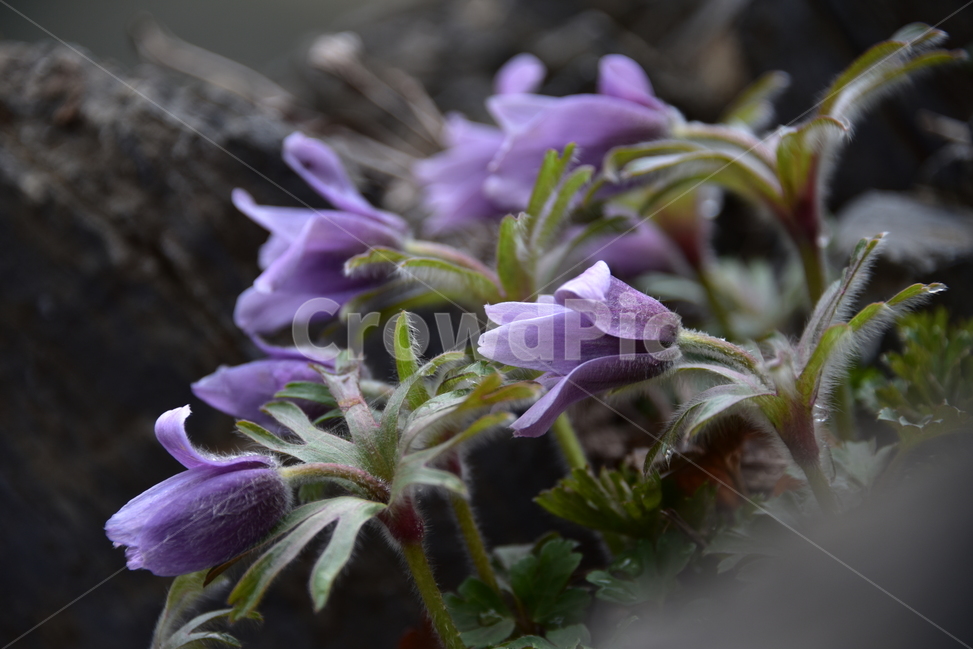 할미꽃,koreanpasqueflower,노고초,백두옹,봄꽃,야생화,식물,자연,plants,nature,꽃,flower