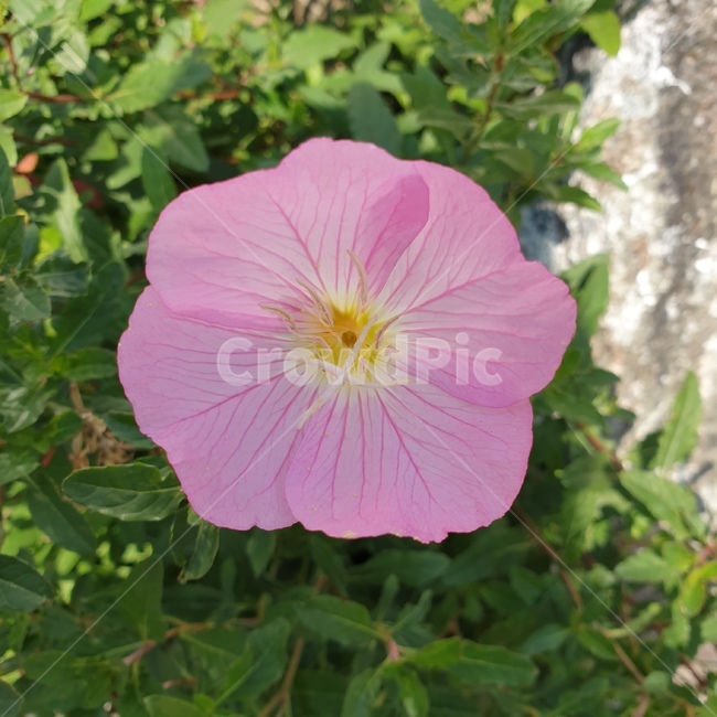 꽃,flower,분홍꽃,식물,blossom,꽃,flower