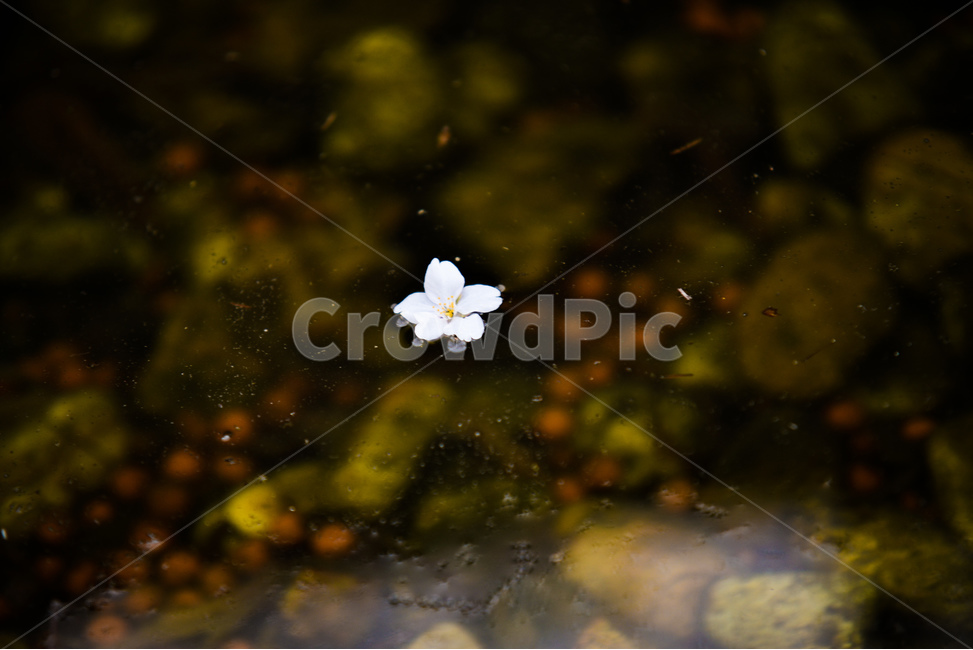 꽃,벚꽃나무,나무,벚꽃,분위기,감성,봄,계절,spring,season,식물,자연,plants,nature,꽃,flower,plant,blossom,geranium,제라늄