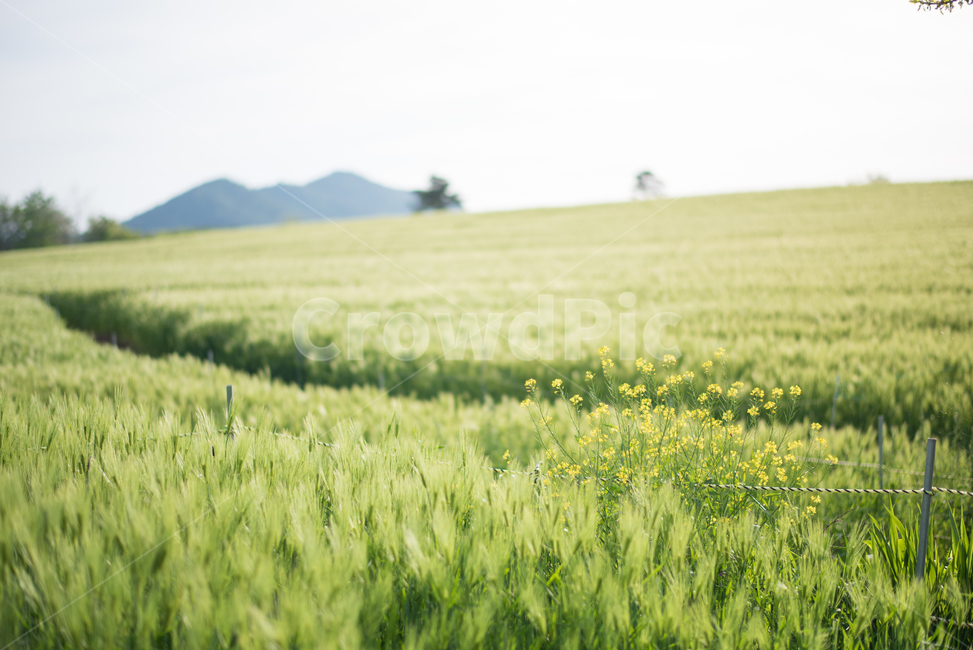 고창,초여름,5월,청보리,청보리밭,유채꽃,푸르름,자연,풍경,nature,landscape,field,들,grassland,목초지,outdoors,옥외