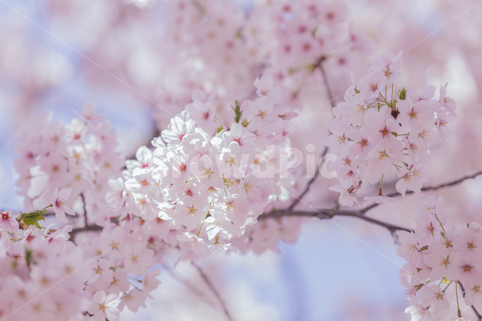봄,꽃,나들이,핑크,벚꽃,축제,자연,식물,봄,계절,spring,season