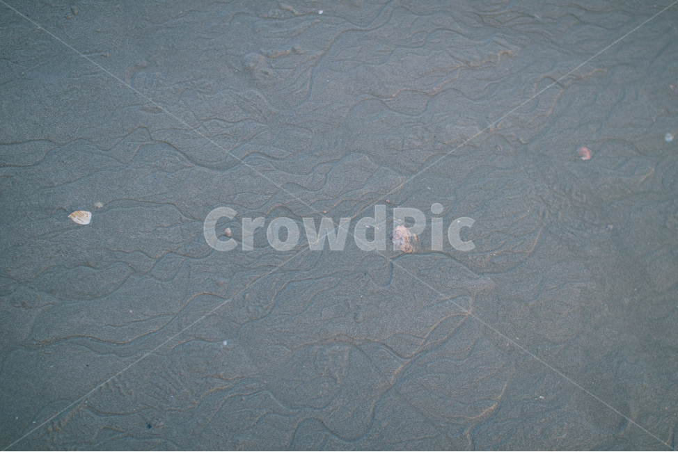 바다,모래,모래사장,미역,조개,해변,바다,beach,sea