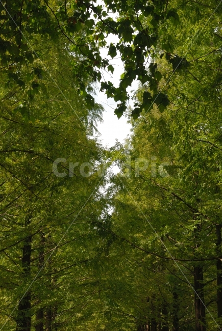 공원,나무,길,데이트,여행,그린,잎새,초록,신록,청록,싱그러운,5월,6월,투명한,청정,자연,친환경,힐링,무공해,시안,디자인,디자이너,콘텐츠,잡지광고,광고,영상,자료,사보,카다로그,브로셔,뉴스레터,출판,편집,홈페이지,웹,모바일,출력,전단지,교과서,단행본,학습지,웹배너,쇼핑몰,sns,홍보용,원고,현수막,서적,서정,느낌,나뭇잎,초록물결,그래픽,색감,시즌,계절,바탕,배경,백그라운드,패턴,텍스춰,텍스타일,건강,신선한,하늘,누끼,자연,풍경,nature,landscape,vegetation,초목,plant,식물,tree,forest,숲,woodland,삼림지,outdoors,옥외,land,땅,grove,작은 숲