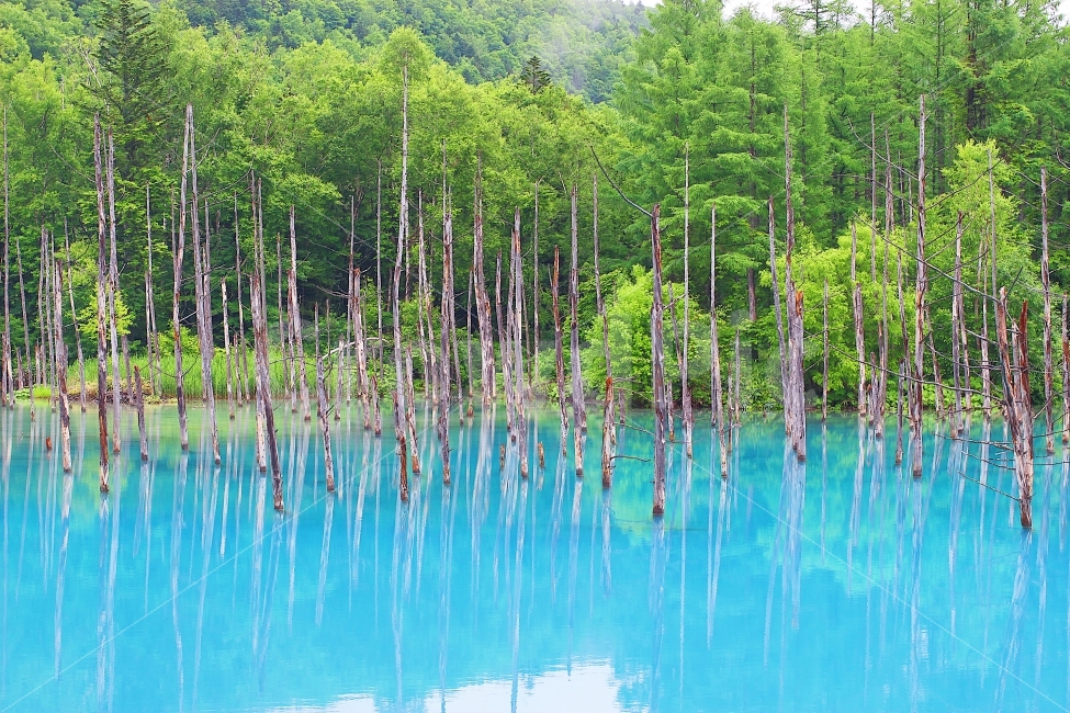 훗카이도,청의호수,아오이이케,풍경사진,연못,북해도,hokkaido,자연,풍경,nature,landscape,해외,외국,세계,foreign,oversea,world,land,땅,outdoors,옥외,vegetation,초목,plant,식물,water,물