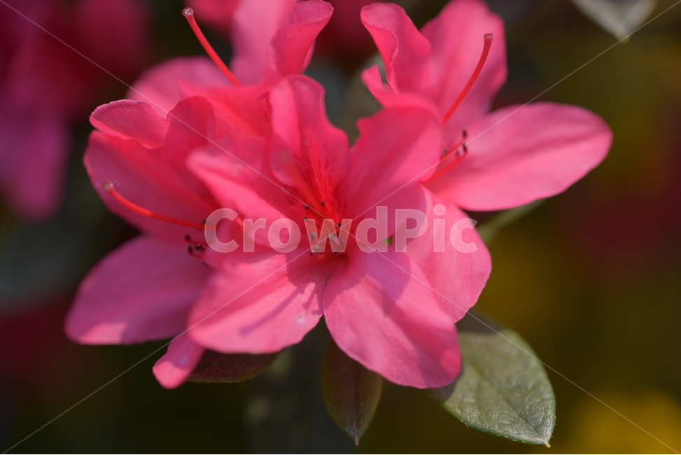꽃,봄,진달래,철쭉,야생화,자연,식물,봄,계절,spring,season,식물,자연,plants,nature,꽃,flower,geranium,제라늄,blossom,plant