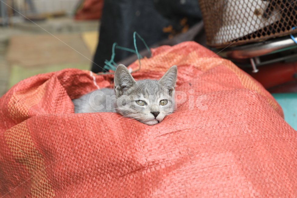 고양이,아기고양이,집고양이,코리안숏헤어,애완동물,동물,애완묘,냐옹이,animal,cat,koreanshorthair,kitty,동물,animal,포유류,mammal,고양이,cat,kitten,kitty