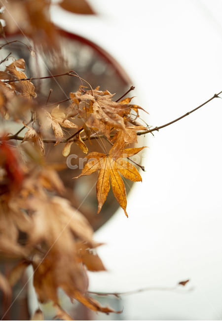 단풍잎,leaf,잎,tree,나무,plant,가을,계절,fall,autumn,season