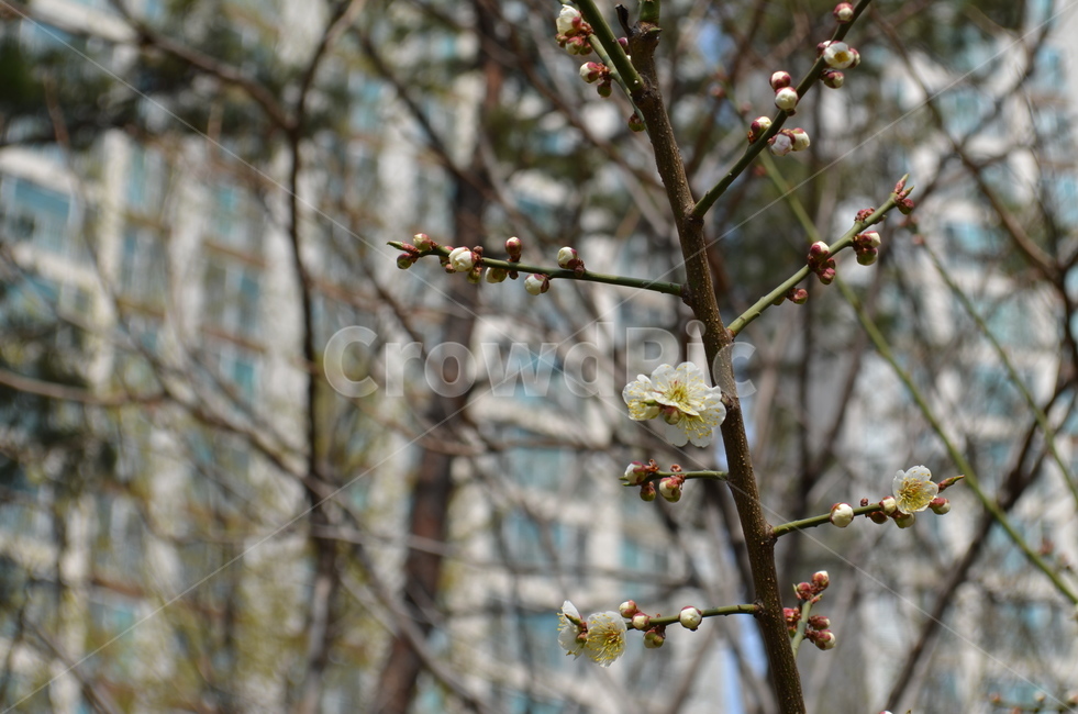 봄,꽃,하얀꽃,개화,포근함,식물,자연,plants,nature,꽃,flower
