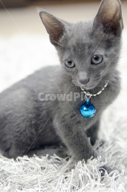 고양이,펫,러시안블루,야옹이,회색,애묘,동물,animal,포유류,mammal,고양이,cat,kitten,kitty
