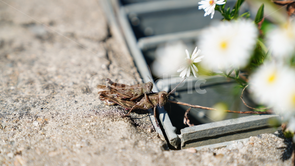 곤충,다큐멘터리,자연,삶,순수,가을하늘,동물,animal,곤충,벌레,insect,bug