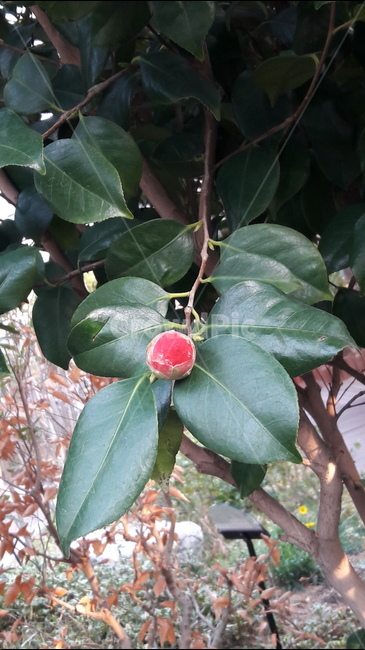 봄,꽃,망울,푸르른,아름다움,식물,자연,plants,nature,꽃,flower