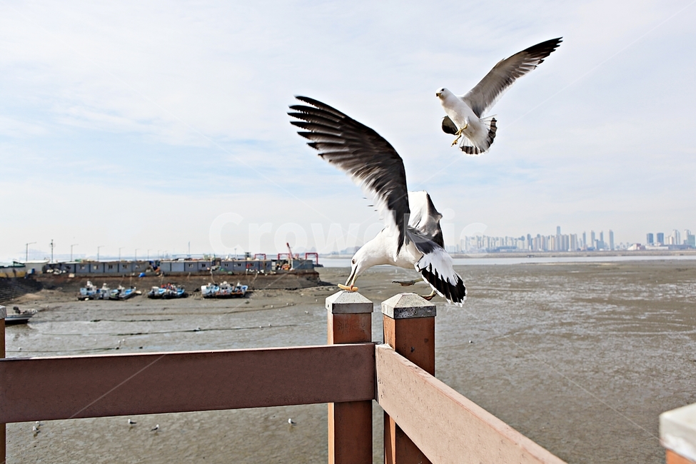 갈매기,조류,새,하늘,자연,풍경,배경,풍광,동물,animal,조류,새,birds