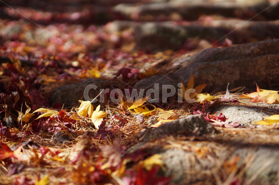 가을,단풍,나무,풍경,빨강,낮,햇빛,plant,식물,leaf,잎,tree,ground,바닥