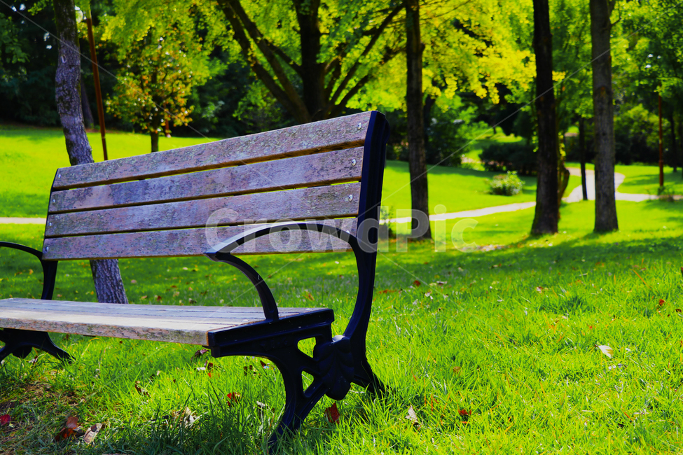 의자,나무,숲,풀,쉼,쉼터,휴식,자연,풍경,nature,landscape,bench,벤치,park bench,공원 벤치