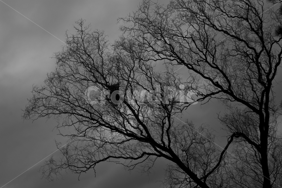 흑백,하늘,나무,어두움,sky,tree,dark,자연,풍경,nature,landscape,식물,plants,나무,trees,wood,실루엣,그림자,silhouette,shadow,흑백,모노톤,monochrome,black and white,plant