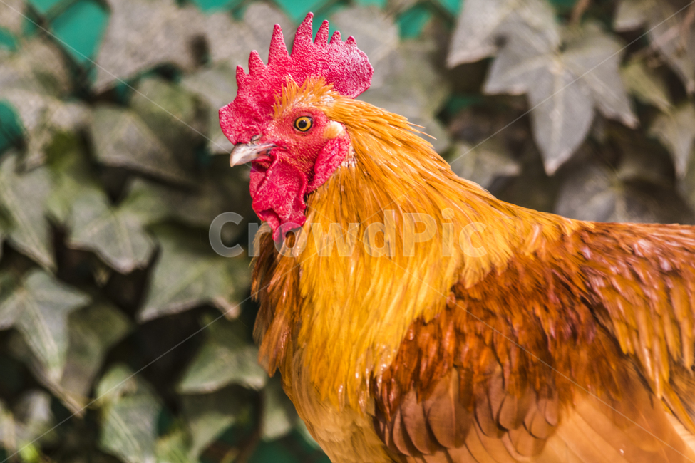 동물,닭,토종닭,수탉,새,조류,부리,가축,닭띠,동물,animal,조류,새,birds