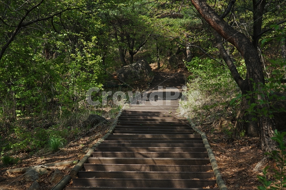 봄,산책길,계단,길,나무,자연,trail,nature,stairs,spring,walkway,woods,forest,trees,season,stroll,park,sunshine,그림자,shadow,자연,풍경,nature,landscape,bridge,다리,building,건물,boardwalk,산책로