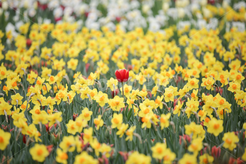 튤립,튤립축제,태안튤립축제,tulip,백합목,백합과,봄꽃,수선화,봄,계절,spring,season,식물,자연,plants,nature,꽃,flower,plant