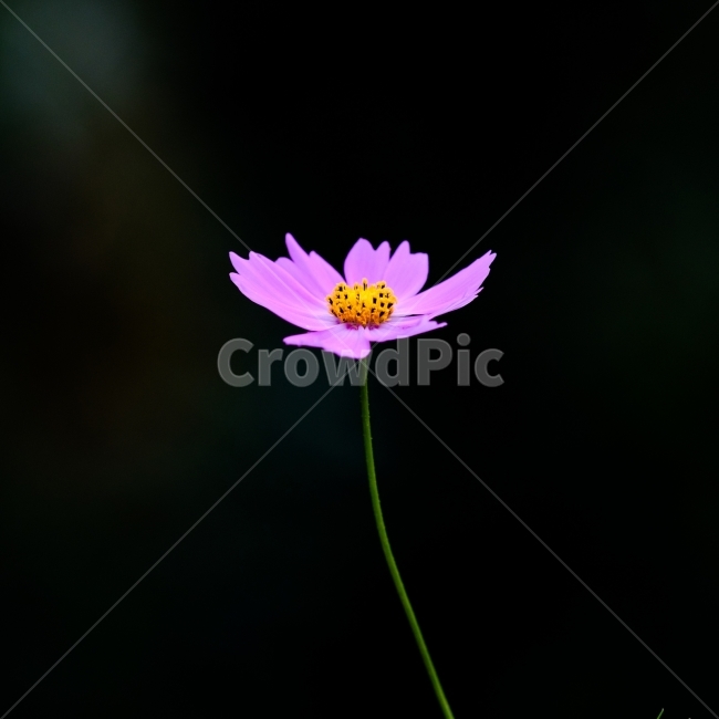 코스모스,가을,꽃,가을꽃,망원렌즈,가을,계절,fall,autumn,season,식물,자연,plants,nature,꽃,flower,plant,blossom,daisy,데이지,daisies,petal,꽃잎