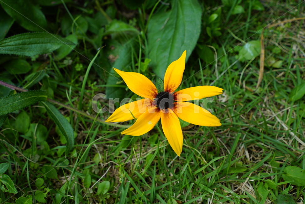 plant,식물,blossom,꽃,flower,정원,식물,자연,plants,nature,꽃,flower