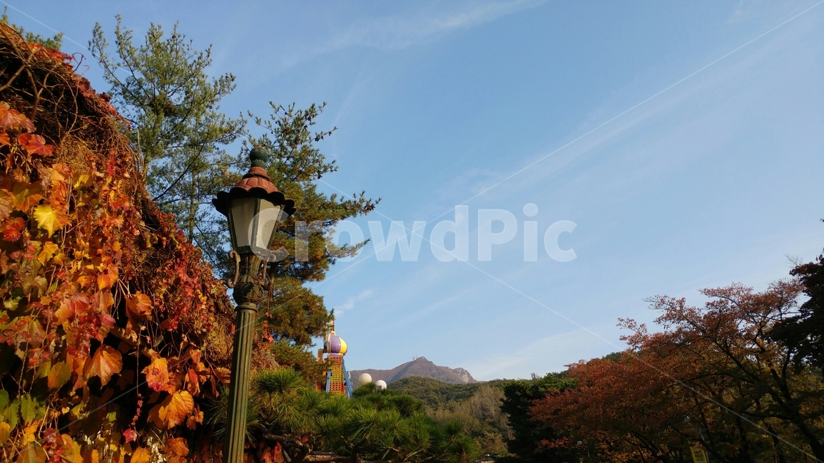 가을하늘,단풍,서울랜드,가로등,담쟁이,가을,계절,fall,autumn,season,tree,나무,plant,식물