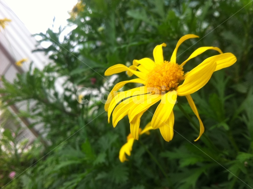 flower,꽃,노란꽃,식물,데이지