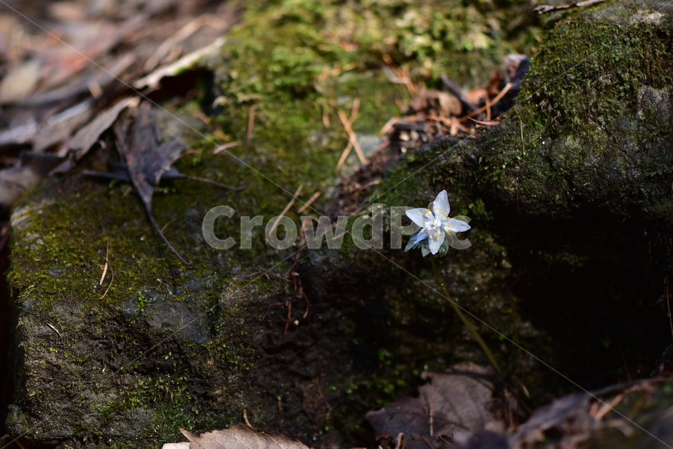 너도바람꽃,야생화,봄,꽃,풀꽃,자연,식물,식생,감성,힐링,plants,nature,spring,season,flower,emotion,feeling,흰색,초본,너도바람꽃속