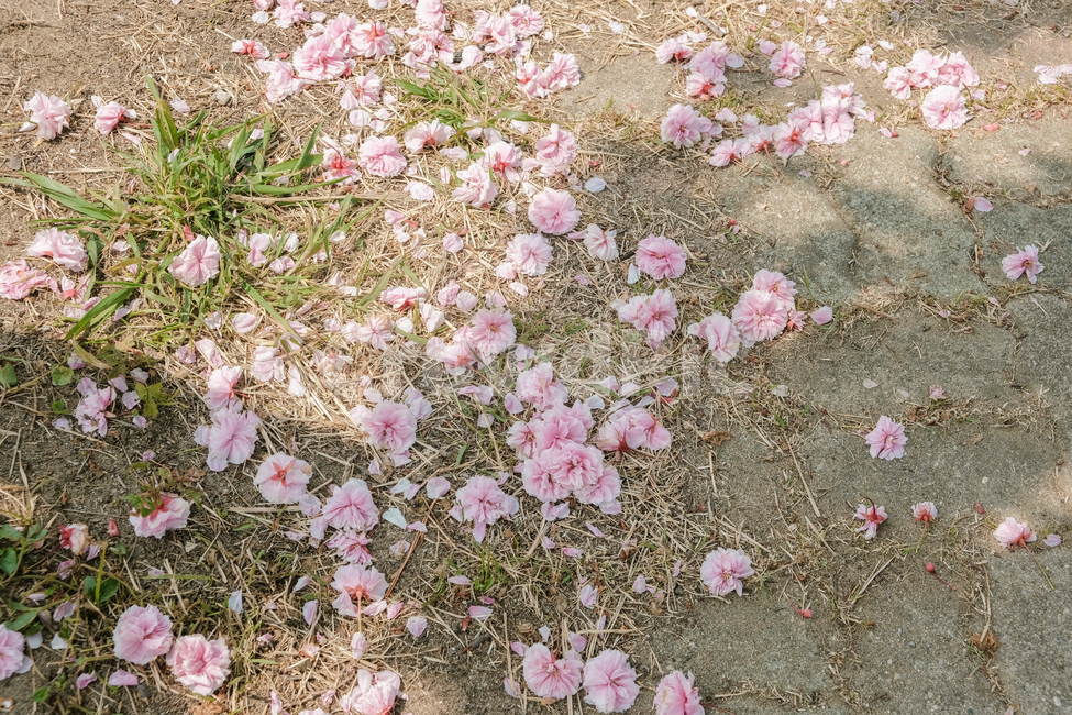 겹벚꽃,봄,봄꽃,감성사진,계절,자연풍경,봄,계절,spring,season,petal,꽃잎,flower,꽃,plant,식물,blossom,ground,바닥