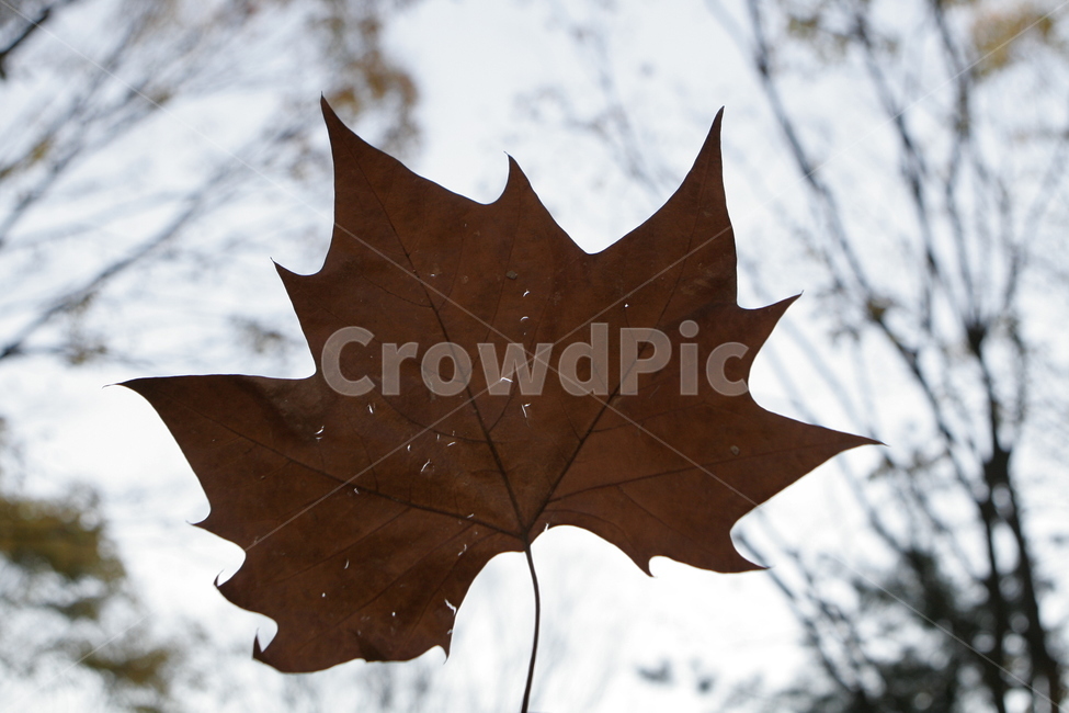 가을,단풍,낙엽,잎,나뭇잎,자연,풍경,감성,분위기,leaf,가을,계절,fall,autumn,season,식물,자연,plants,nature,plant,tree,나무