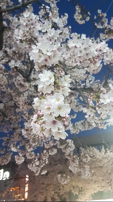 봄,벚꽃,진해,군항제,꽃,봄꽃,봄,계절,spring,season,plant,식물,flower,blossom