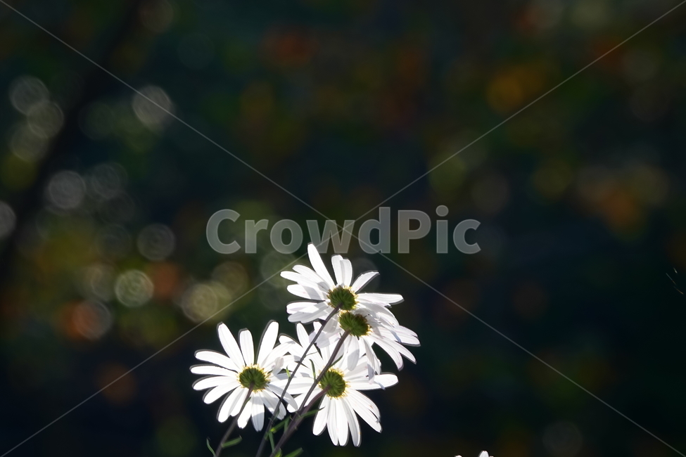 plant,식물,꽃,flower,구절초,가을,공원,식물,자연,plants,nature,꽃,flower