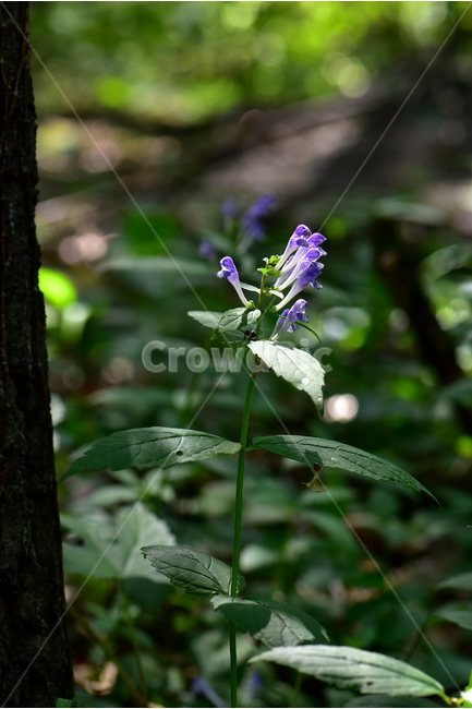 광릉골무꽃,꿀풀과,골무꽃속,야생화,봄,꽃,plant,wild,flower,자연,생태,식생,풀꽃,식물,자연,plants,nature,꽃,flower