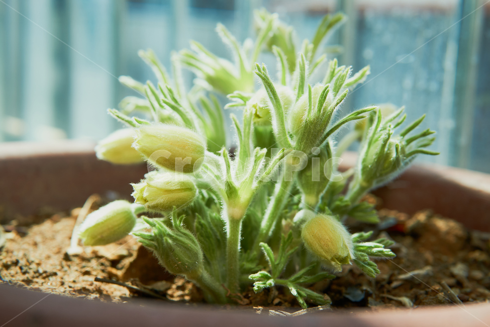 청매,매실,매화,꽃,flower,plant,자연,nature,생태계,wood,봄,spring,입춘,생화,조화,화분,화원,꽃집,꽃밭,식물,식물,자연,plants,nature,꽃,flower