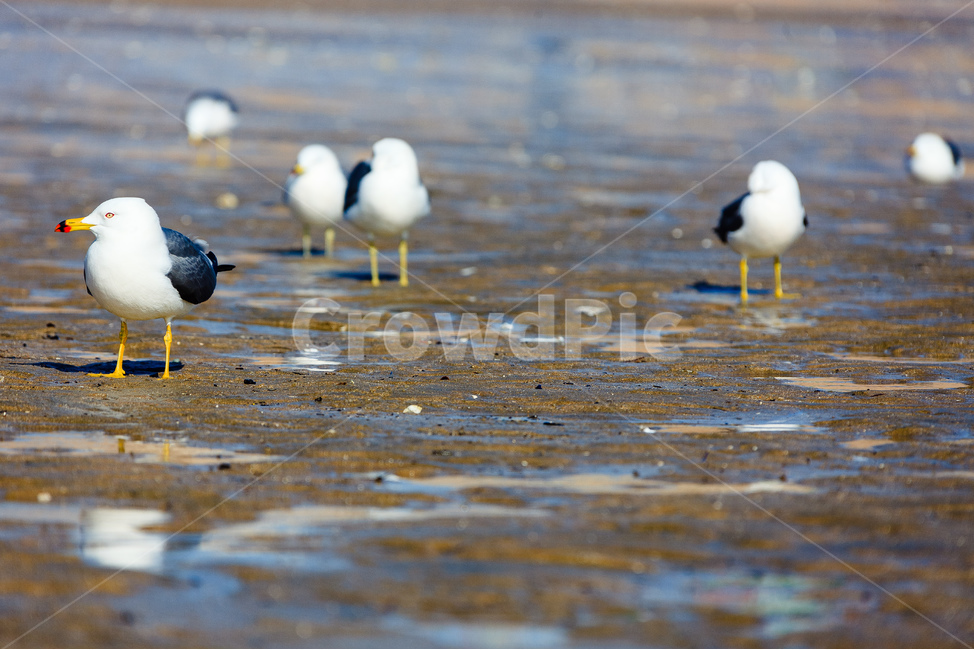 갈매기,바닷가,바다,새,서해,동물,animal,조류,새,birds