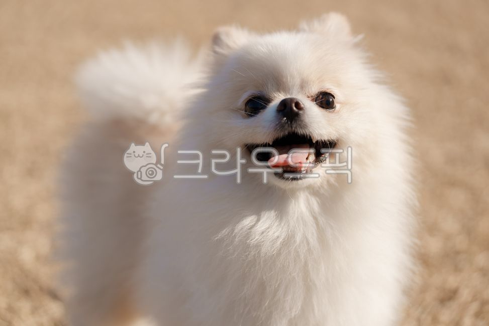 강아지,개,반려견,애완견,반려동물,애완동물,포메라니안,하얀강아지,하얀개,흰강아지,흰개,웃는강아지,달리는강아지,윙크하는강아지,강아지옆모습,포유류,dog,doggy,puppy,pomeranian,whitedog,whitepuppy,runningdog,smilingdog,smilingpuppy