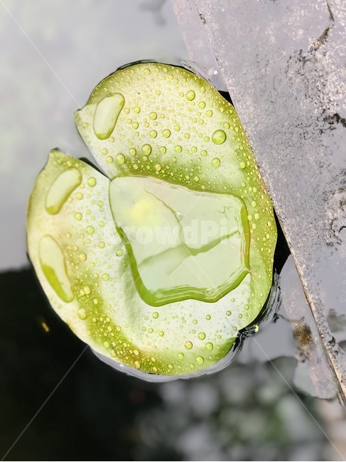 연못,연잎,연,물방울,초록잎,식물,자연,plants,nature