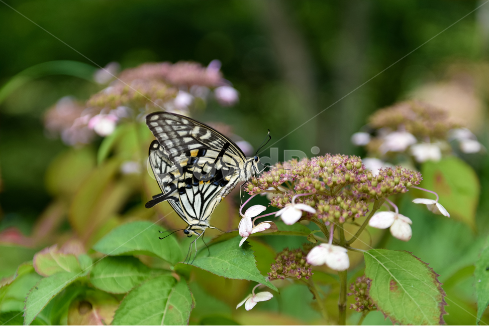 나비,꽃,자연,접사,녹색,힐링,신선함,season,nature,flower,색깔,색상,색채,색감,자연,풍경,nature,landscape,동물,animal,곤충,벌레,insect,bug