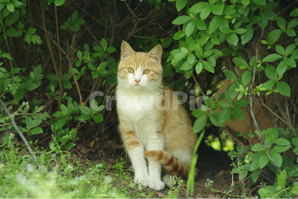 고양이,길냥이,동물,스냅,길거리,냥이,cat,animal,photography,photo,줄무늬,태비,배경사진,코숏,코리안숏헤어,동물,animal,포유류,mammal,고양이,cat,kitten,kitty
