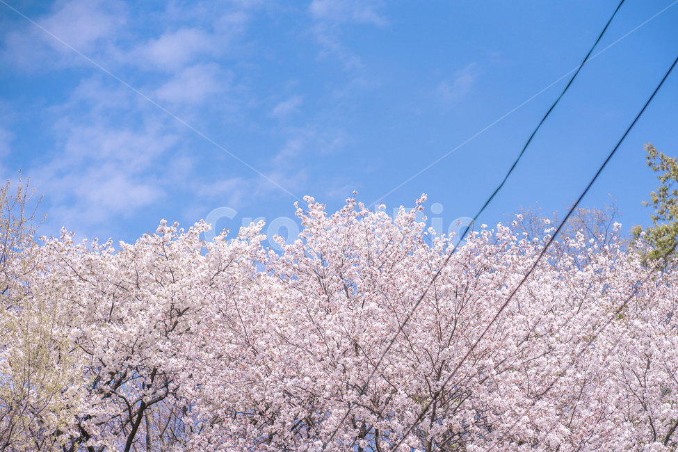 하늘,구름,꽃나무,벚꽃,봄,청명한,파란하늘,봄,계절,spring,season,자연,풍경,nature,landscape,plant,식물,flower,꽃,blossom