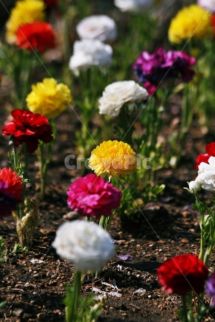 flower,blossom,plant,식물,꽃