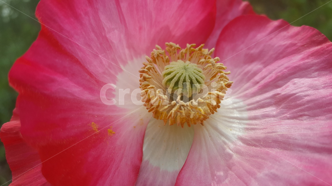 양귀비,야생화,빨강,꽃,봄,flower,red