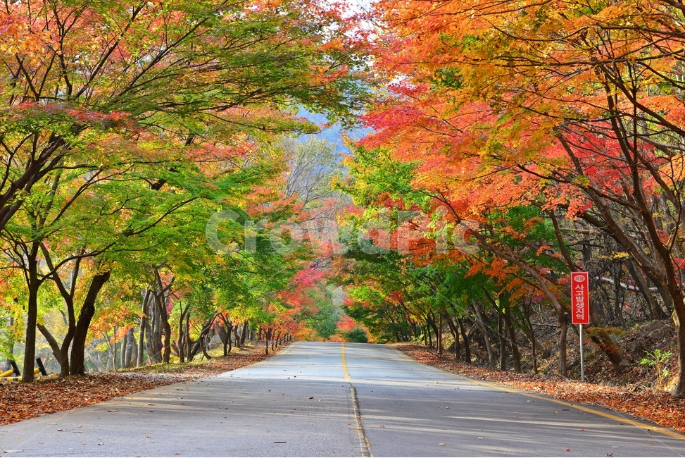 water,nature,자연,정읍,내장사,내장사가을,내장사길,아스팔트,outdoors,tree,나무,plant,식물,maple,단풍,leaf,잎,가을,계절,딘풍잎,추색,추경,경치,경관,픙경,가을,계절,fall,autumn,season